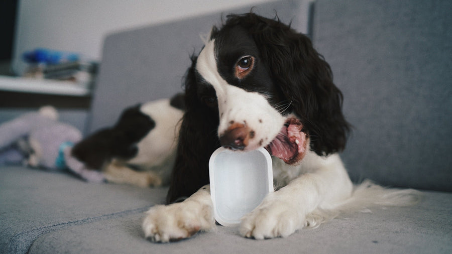5 Benefits of Drinking from a Custom Pet Photo Mug with Your Beloved Pet